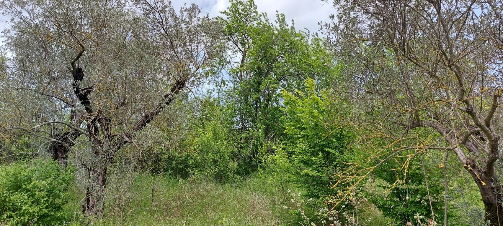 Terreno agricolo C.da Madonna delle Grazie, Fornelli - foto 3