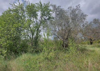 Terreno agricolo C.da Madonna delle Grazie, Fornelli - foto 1