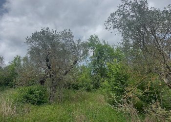 Terreno agricolo C.da Madonna delle Grazie, Fornelli - foto 2