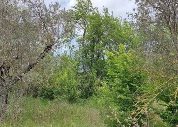 Terreno agricolo C.da Madonna delle Grazie, Fornelli - foto 3