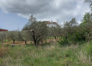 Terreno agricolo C.da Madonna delle Grazie, Fornelli - foto 5