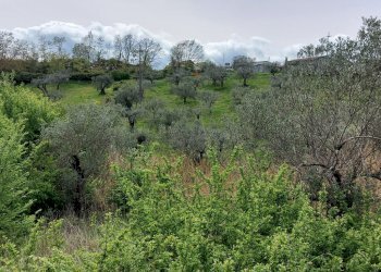 Terreno agricolo C.da Madonna delle Grazie, Fornelli - foto 6