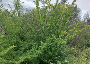 Terreno agricolo C.da Madonna delle Grazie, Fornelli - foto 7