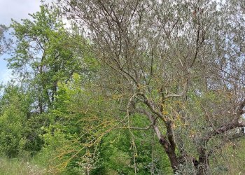 Terreno agricolo C.da Madonna delle Grazie, Fornelli - foto 8