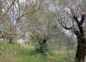 Terreno agricolo C.da Madonna delle Grazie, Fornelli - foto 9