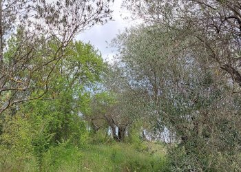 Terreno agricolo C.da Madonna delle Grazie, Fornelli - foto 10