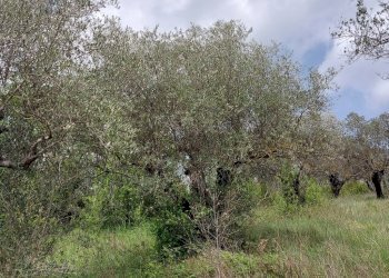 Terreno agricolo C.da Madonna delle Grazie, Fornelli - foto 12