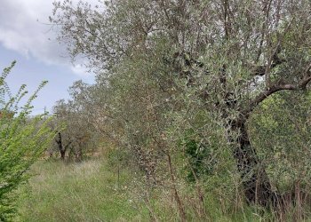 Terreno agricolo C.da Madonna delle Grazie, Fornelli - foto 13