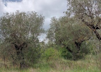 Terreno agricolo C.da Madonna delle Grazie, Fornelli - foto 14