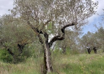Terreno agricolo C.da Madonna delle Grazie, Fornelli - foto 15