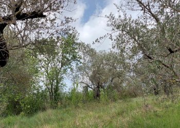 Terreno agricolo C.da Madonna delle Grazie, Fornelli - foto 16