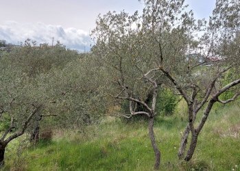 Terreno agricolo C.da Madonna delle Grazie, Fornelli - foto 17