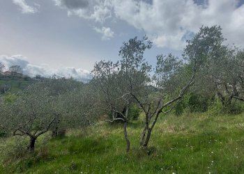 Terreno agricolo C.da Madonna delle Grazie, Fornelli - foto 18
