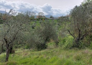 Terreno agricolo C.da Madonna delle Grazie, Fornelli - foto 19