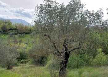 Terreno agricolo C.da Madonna delle Grazie, Fornelli - foto 20
