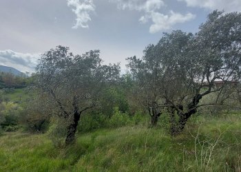 Terreno agricolo C.da Madonna delle Grazie, Fornelli - foto 21