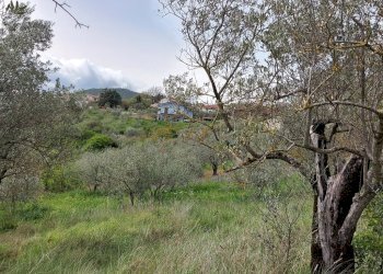 Terreno agricolo C.da Madonna delle Grazie, Fornelli - foto 22