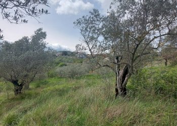 Terreno agricolo C.da Madonna delle Grazie, Fornelli - foto 23
