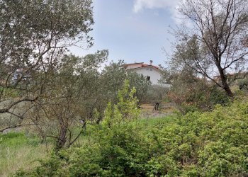 Terreno agricolo C.da Madonna delle Grazie, Fornelli - foto 25