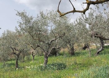 Terreno agricolo C.da Madonna delle Grazie, Fornelli - foto 27
