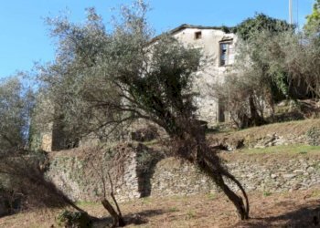 Rustico - Rustico via Padre Giuseppe Mazzino, 177, Cogorno - foto 3