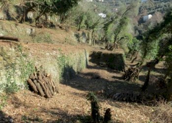 Terreno - Rustico via Padre Giuseppe Mazzino, 177, Cogorno - foto 8