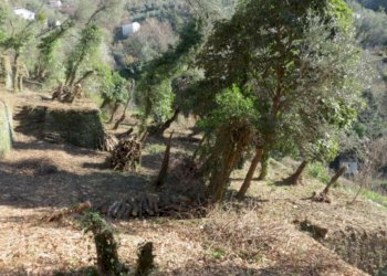 Terreno - Rustico via Padre Giuseppe Mazzino, 177, Cogorno - foto 10