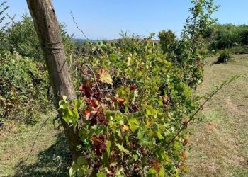 Rustic Vaglio Serra - photo 12