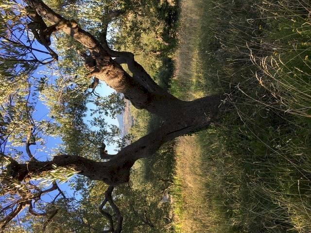Terreno edificabile Contrada San Francesco, Recanati - foto 3