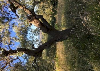 Terreno edificabile Contrada San Francesco, Recanati - foto 3