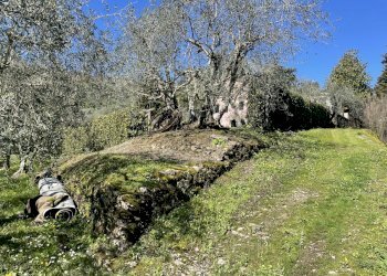 Casa colonica in zona collinare con piscina (50).j - Casale Via di Mammoli, Lucca - foto 29