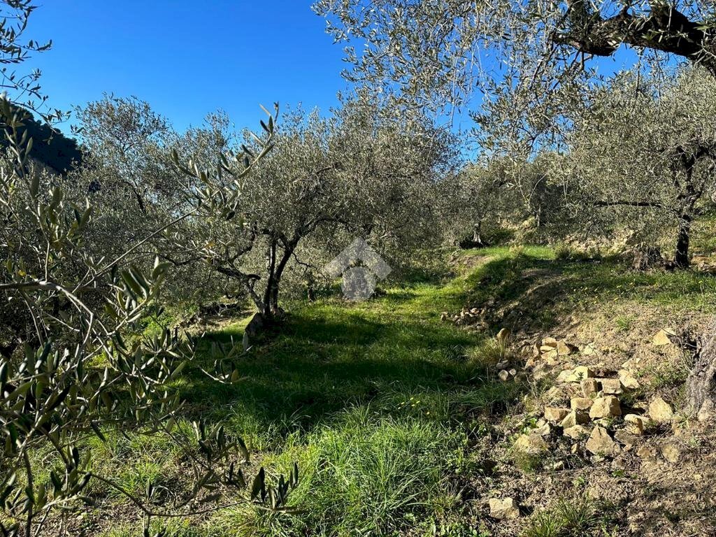 Terreno agricolo Via San Sebastiano, Bordighera - foto 2