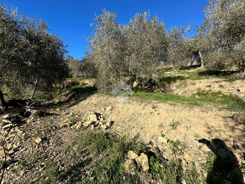 Terreno agricolo Via San Sebastiano, Bordighera - foto 3