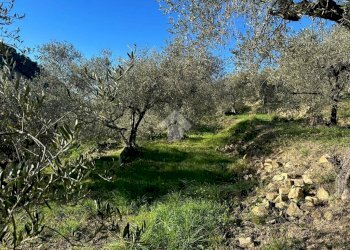 Terreno agricolo Via San Sebastiano, Bordighera - foto 2