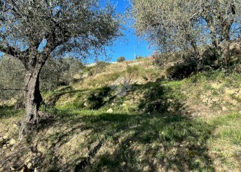 Terreno agricolo Via San Sebastiano, Bordighera - foto 4