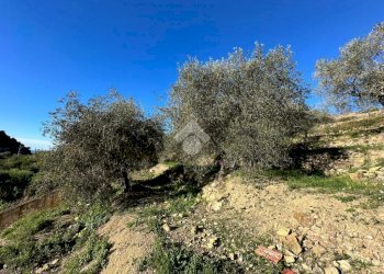 Terreno agricolo Via San Sebastiano, Bordighera - foto 6