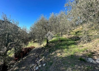 Terreno agricolo Via San Sebastiano, Bordighera - foto 5