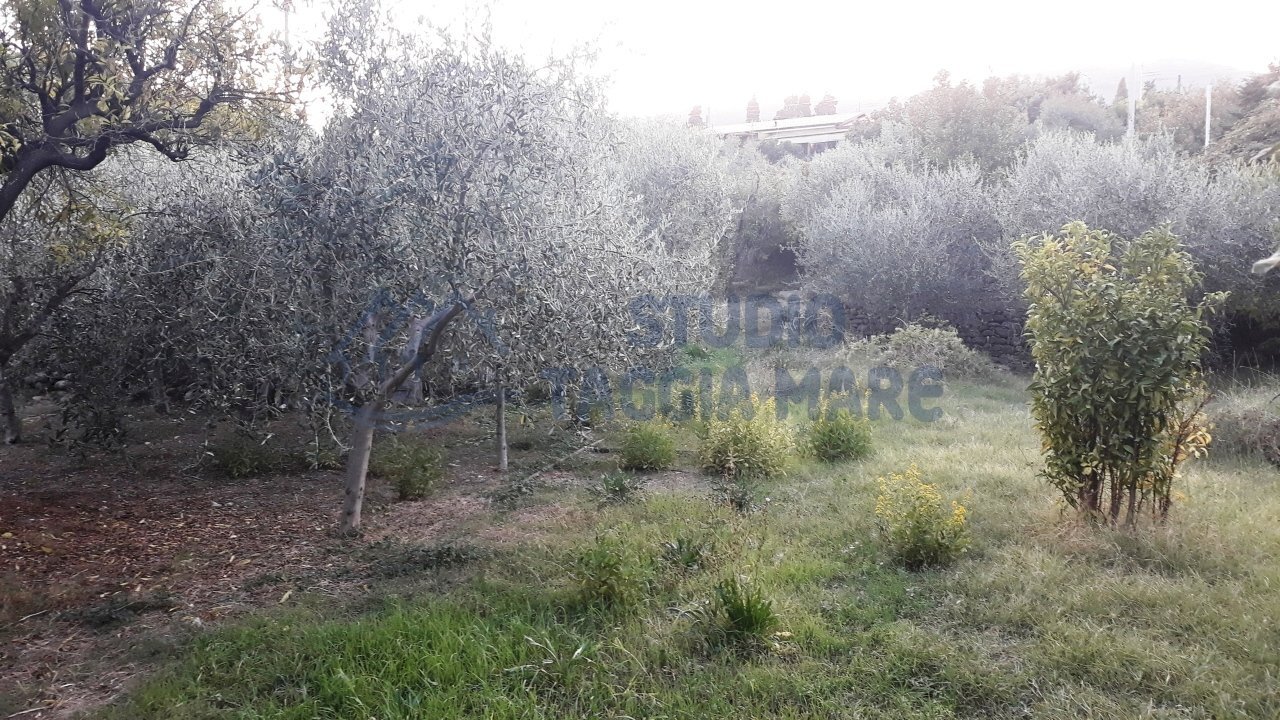 2.jpg - Agricultural land Via Del Piano, Taggia - photo 1