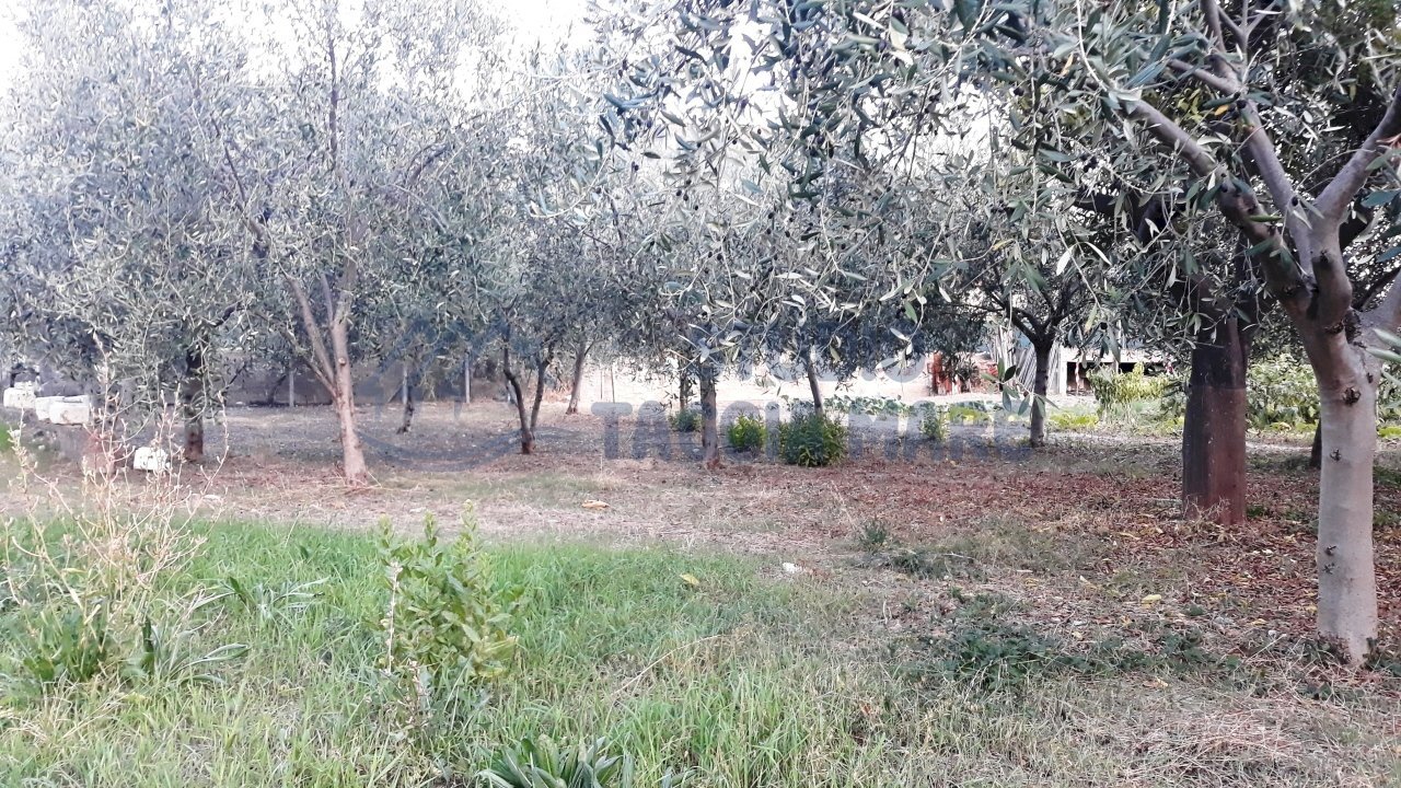 1.jpg - Agricultural land Via Del Piano, Taggia - photo 2