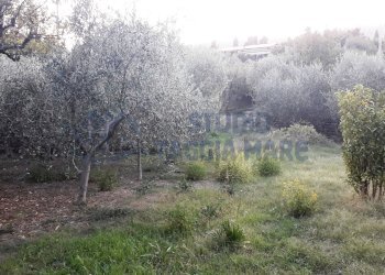 2.jpg - Agricultural land Via Del Piano, Taggia - photo 1