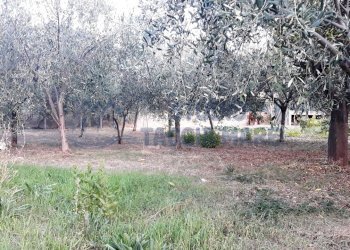 1.jpg - Agricultural land Via Del Piano, Taggia - photo 2