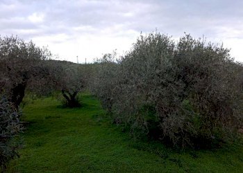 1701189454189.jpg - Villa Alghero - foto 14