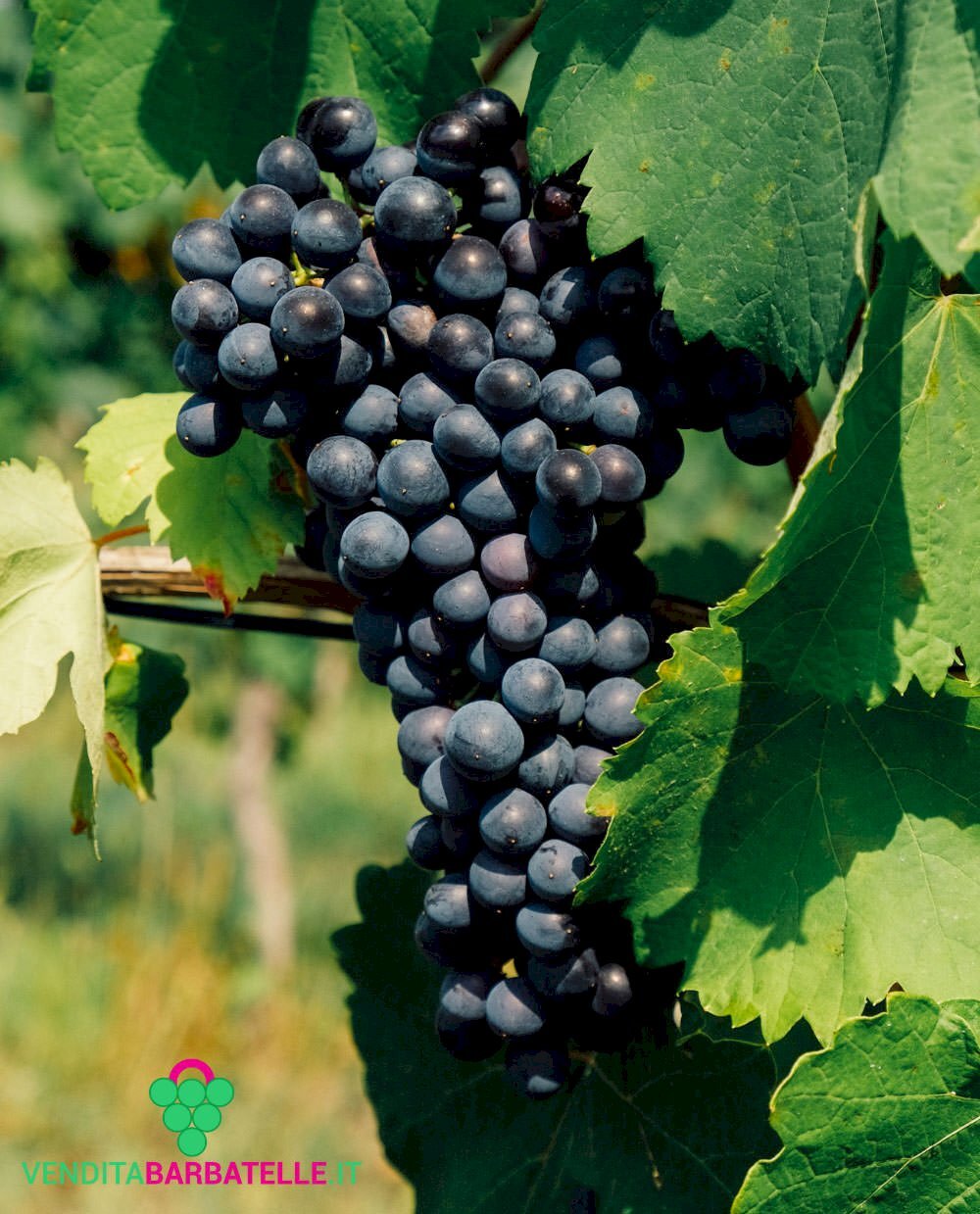 Azienda agricola Stradella - foto 1