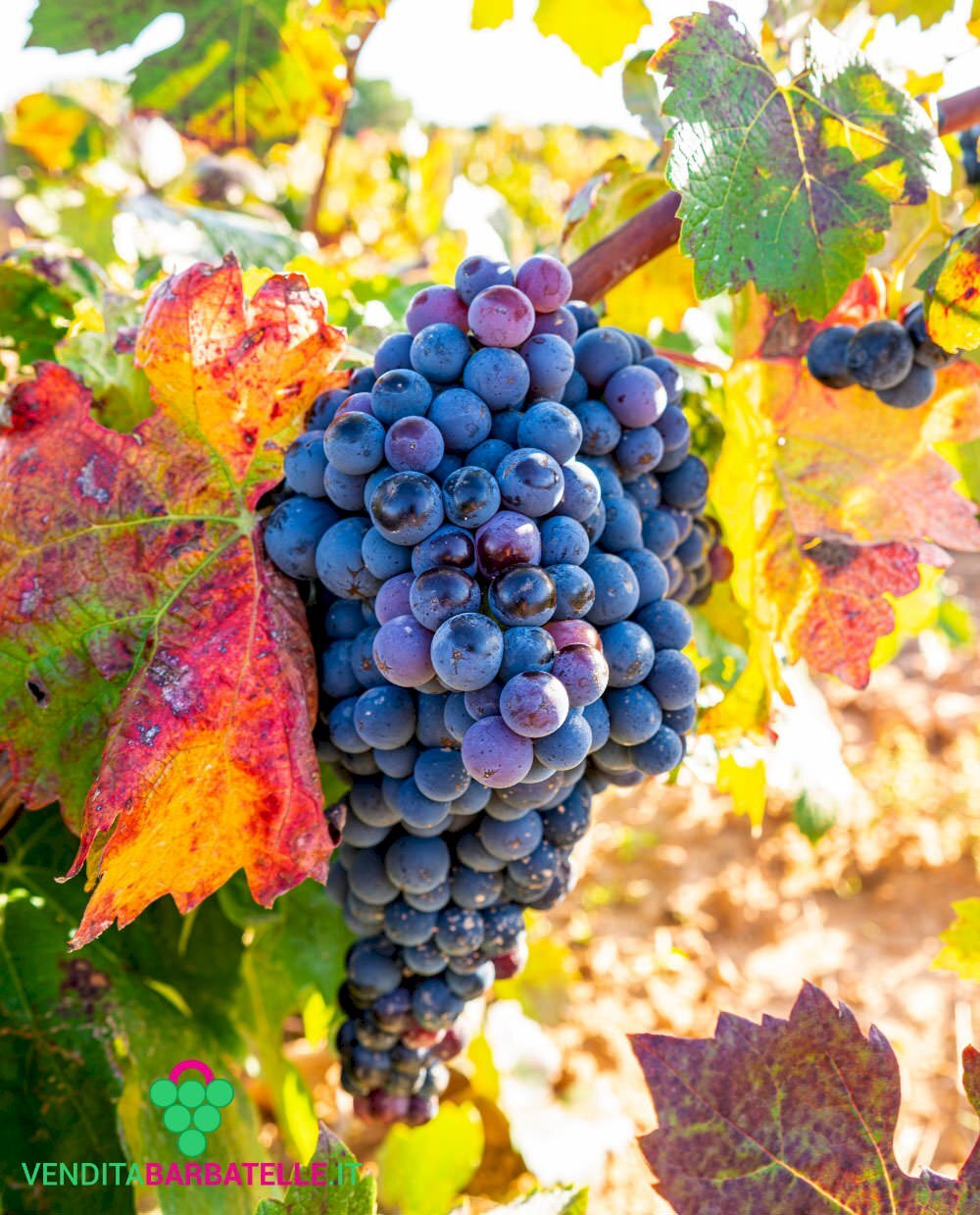 Azienda agricola Stradella - foto 3