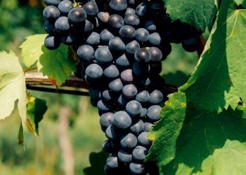 Azienda agricola Stradella - foto 1