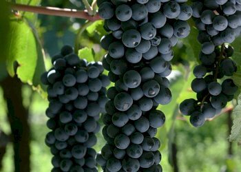 Azienda agricola Stradella - foto 2