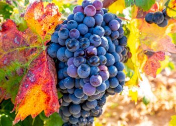 Azienda agricola Stradella - foto 3