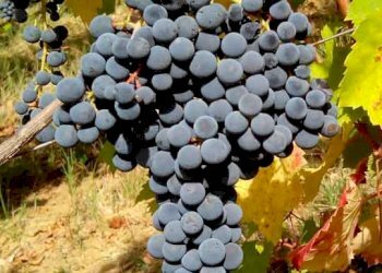 Azienda agricola Stradella - foto 4