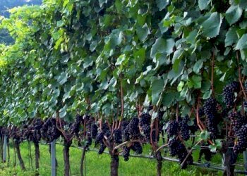 Azienda agricola Stradella - foto 5