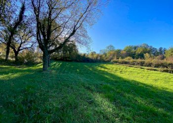 photo_5992601258193698426_y (FILEminimizer).jpg - Terreno agricolo Via Aiuccia 3, Montescudaio - foto 15